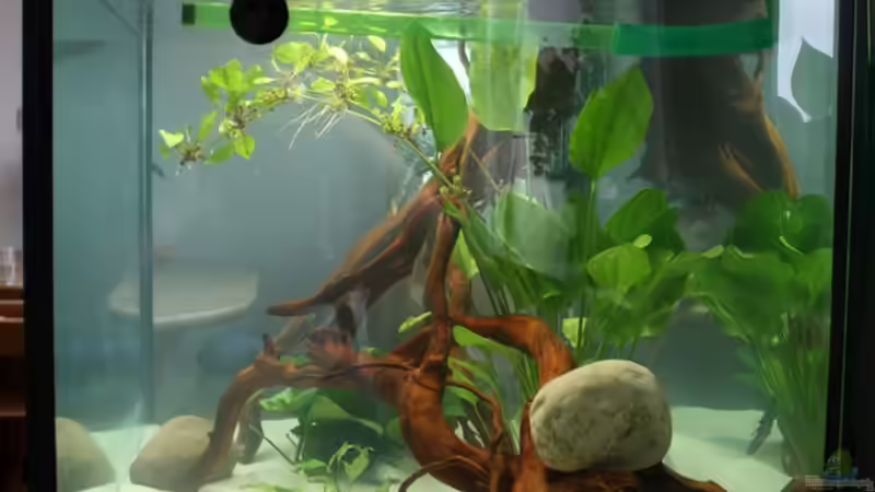 von Rechts von Freddy (3)