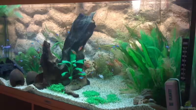 von rechts von Kuebiwhv (4)