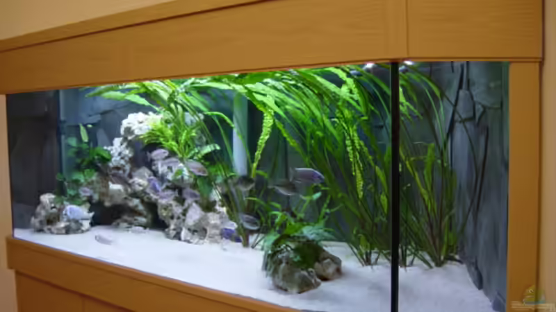 Von rechts von Limited (12)