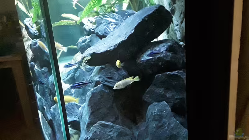 Von rechts von MbunaTowers (14)