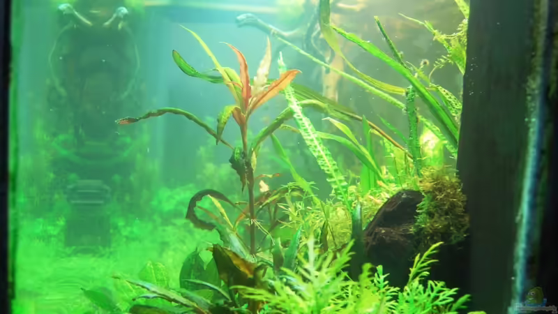 von rechts von Michael Seraph (10)