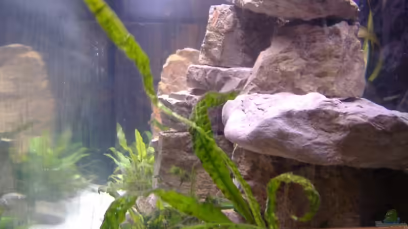 von rechts von Milatz Darian (3)