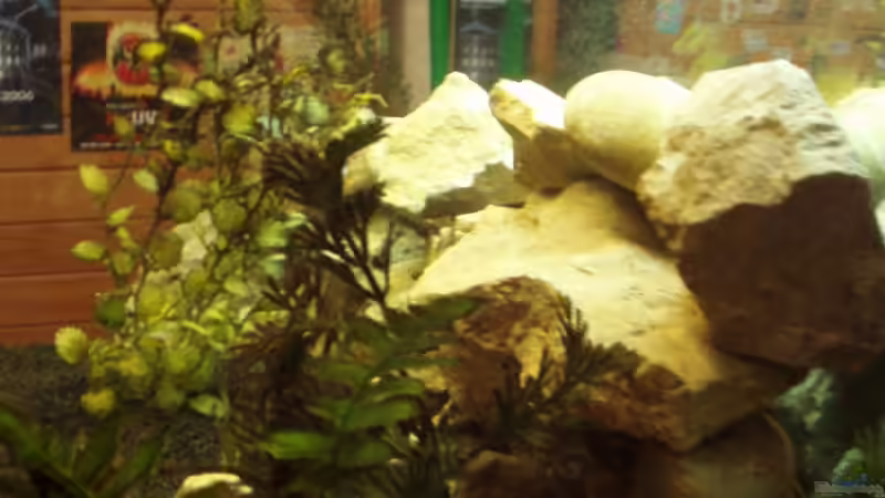 Von Rechts von Ocilares (7)