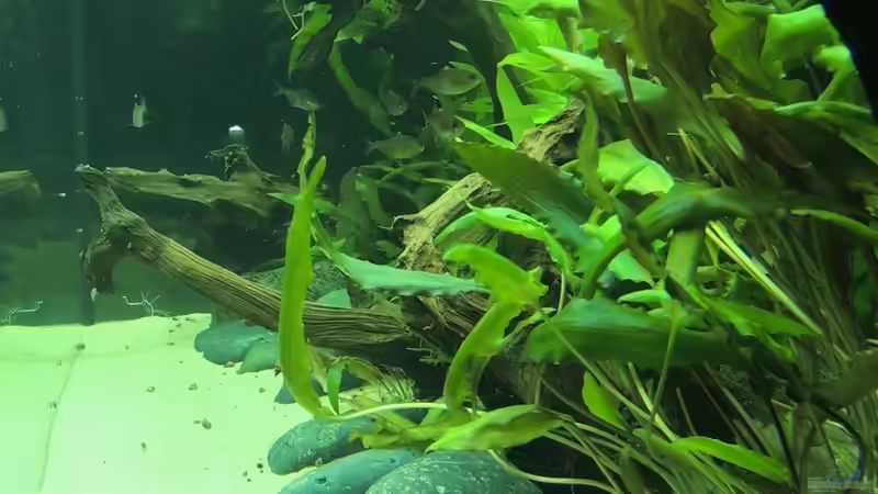 von rechts von Patrick Lehmann (5)