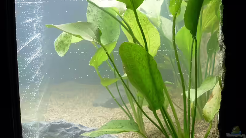 von rechts von Stefano83 (3)