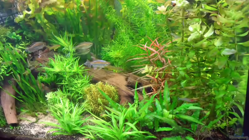 von rechts vorn gesehen - es fehlen noch die Angolabarben! von Bungi (46)