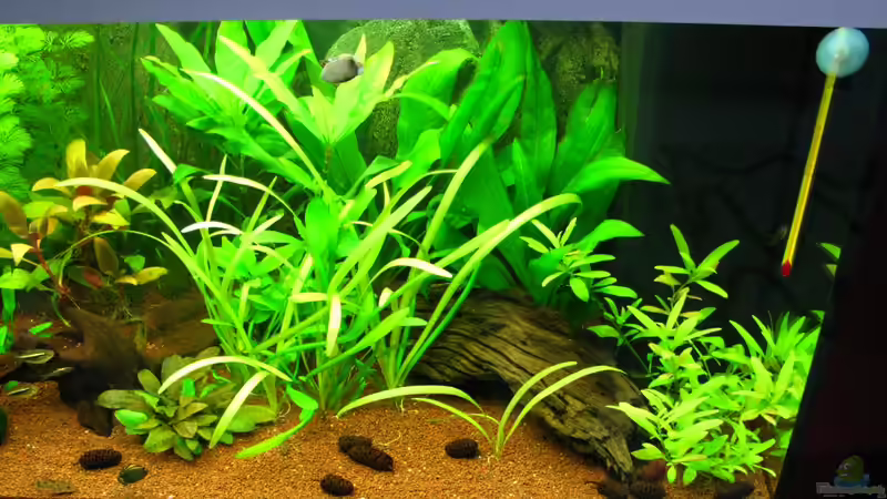 Von schräg oben rechte Seite von matze81 (11)