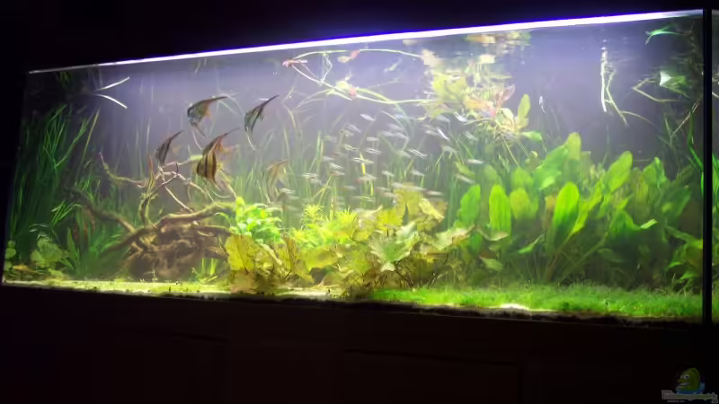 von unten (28.03.08) von Richard Gärtner (5)