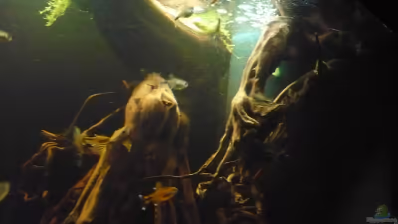 Von unten unter die Wasseroberfläche von Der Dortmunder (4)