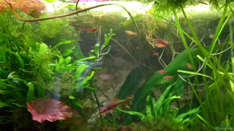 von Unten von Acero (24)