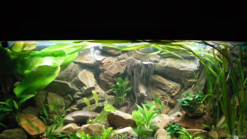 von vorn (28.08.2012) noch ohne wurzeln von Falk Bellmann (4)