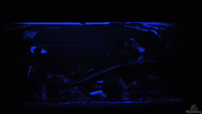 von vorn bei mondlicht (ohne langzeitbelichtung) von Falk Bellmann (13)