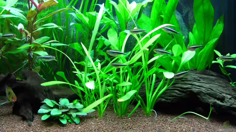 Von vorn mit Neons von matze81 (5)