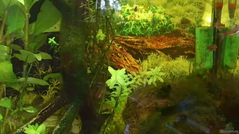 von Vorn von beewee (1)