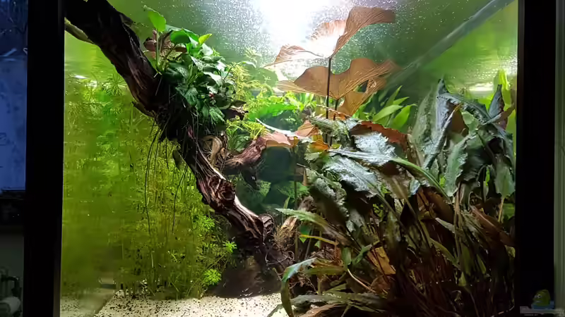 von vorn von Sunnyboy_72 (27)