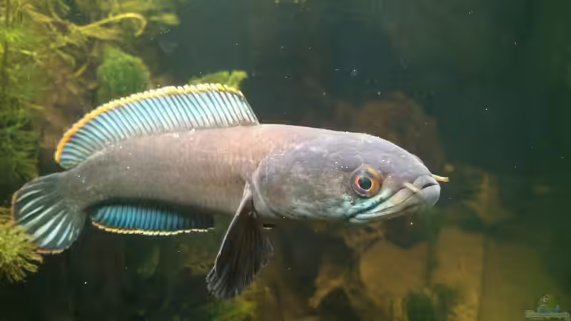 Von Vorne ,leider nicht mit gespreizter Flosse  von AquaTobi90 (50)