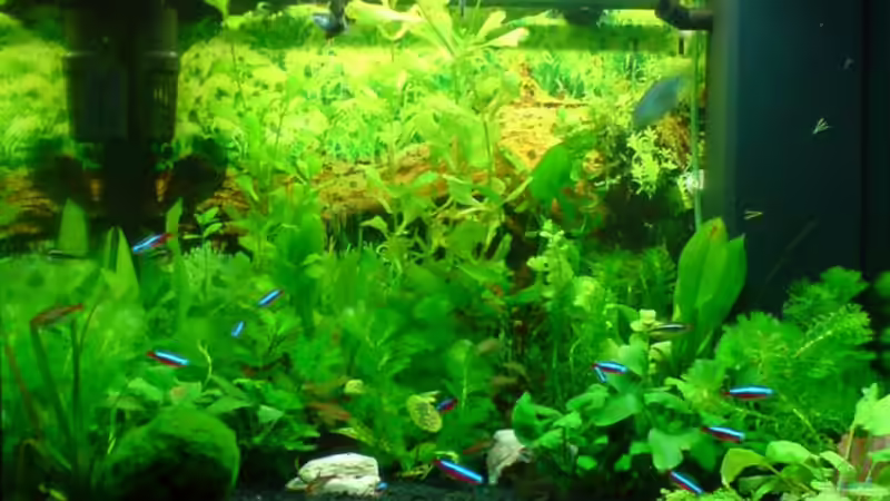 von vorne (4 Wochen nach der Einrichtung) von Oliver Kemna (2)