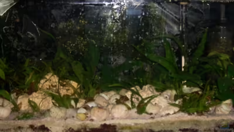 von vorne altl... von Jenny (11)