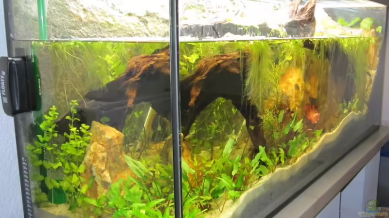 von vorne links von Fischfrau (13)