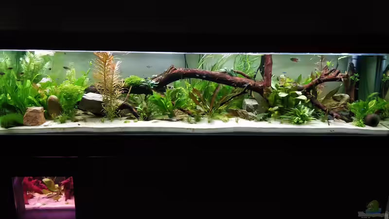 Von vorne mit Aufzuchtbecken von Woidma (44)