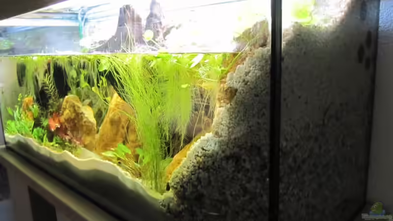 von vorne rechts von Fischfrau (12)