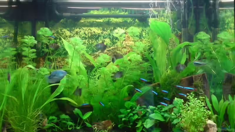 von vorne (umgestaltet ohne Innenfilter 7.9.2008) von Oliver Kemna (3)