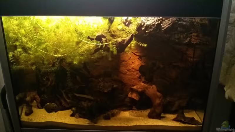 Von Vorne von AquaTobi90 (24)