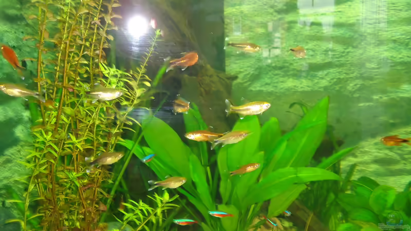 von Vorne von atom010 (49)