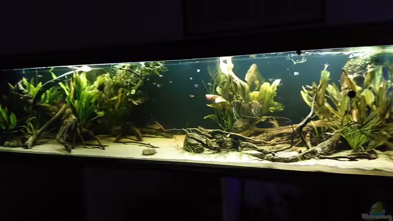 von Vorne von DennisTheMenis (1)