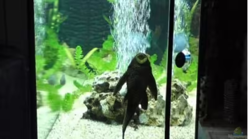 von vorne von Dominik Bögershausen (2)