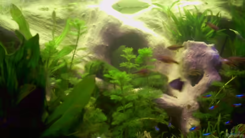 Von vorne von Hans Grutschnig (1)