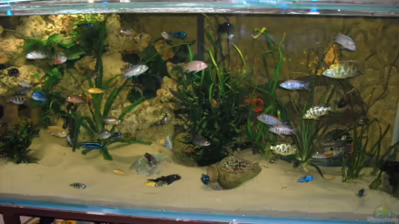 Von Vorne von Heiko Schrandt (3)