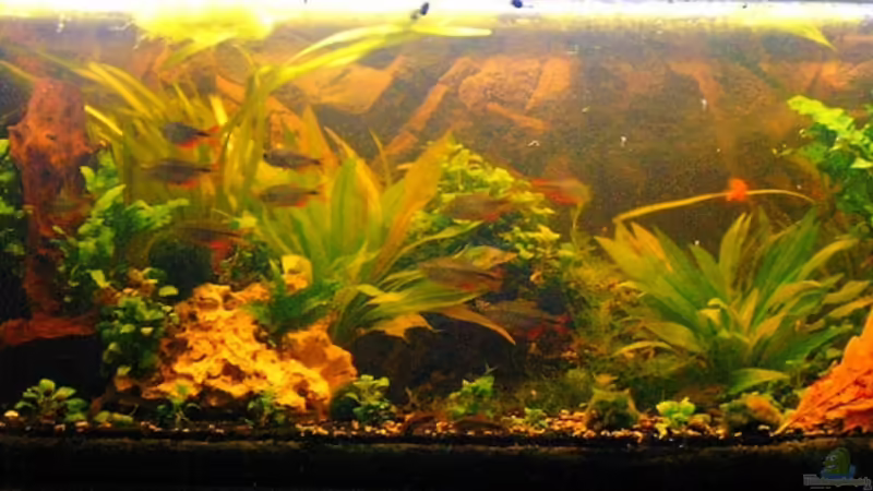 von vorne von Lee Kienle (2)