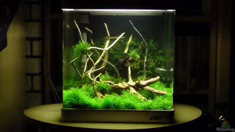 von Vorne von Pelzwanze (2)