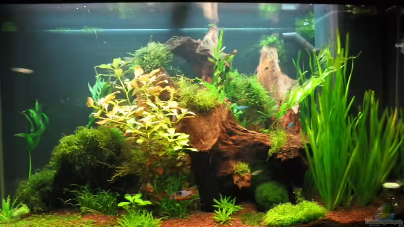 von vorne von Ralle (1)