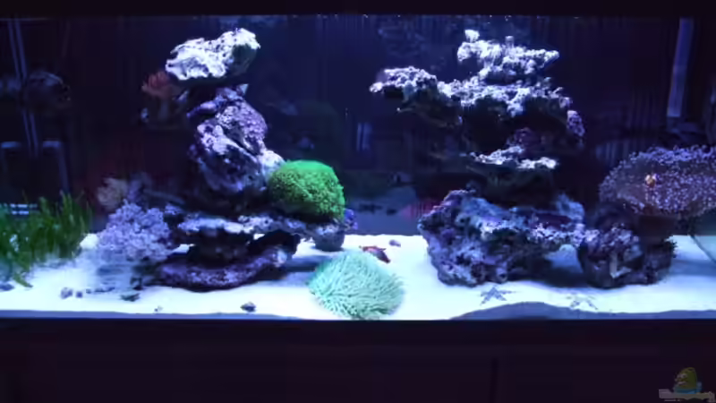 von vorne von Salzeritis (1)