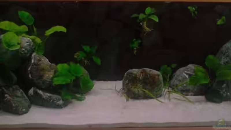 von vorne von Stefan Frank (1)