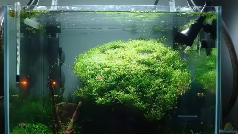 von vorne von Sven-0. (2)