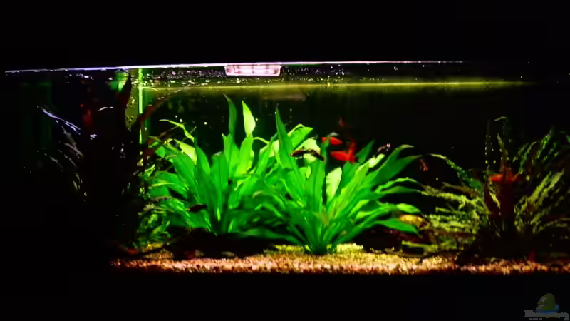 von vorne von Tommy Weise (2)