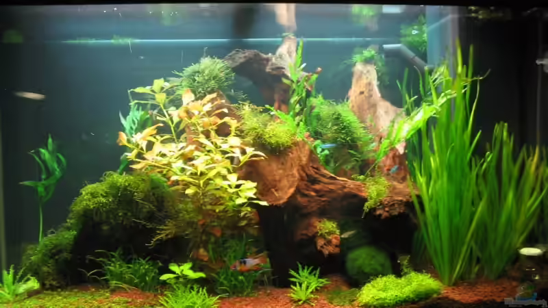 von vornr 01.07.08 von Ralle (7)