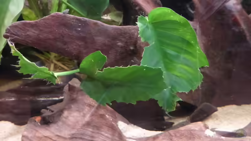 von wegen Barschfest... von Blackwater (4)