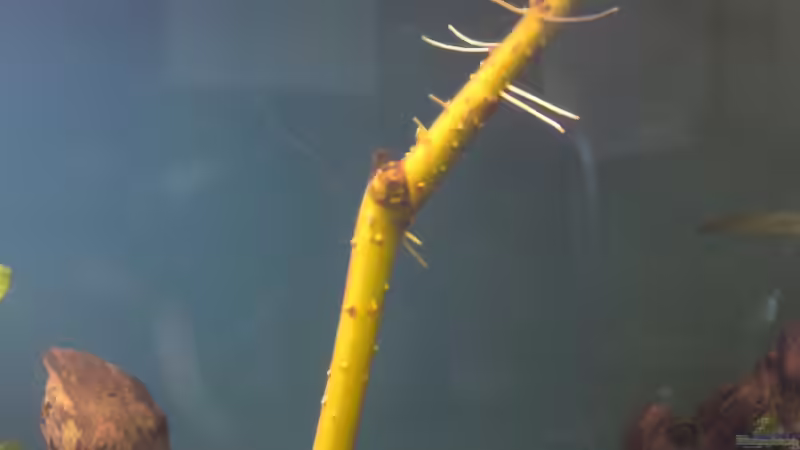 Von Zeit zu Zeit stecke ich einen frischen Weidenast in das Aquarium, dieser treibt von Shazrak (9)