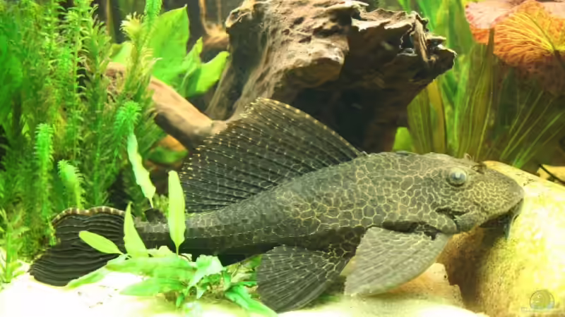 vor Anton haben alle Respekt von Minzi (33)