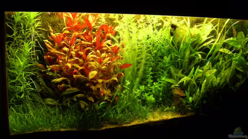 vor dem Ausmisten von Stinnes (6)