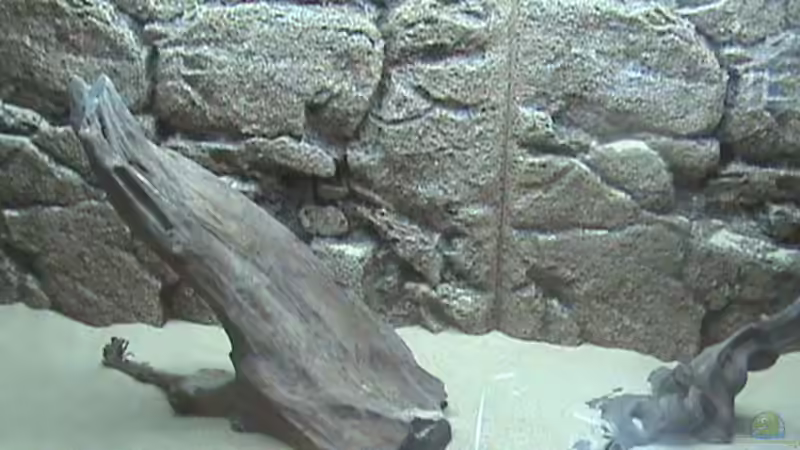 vor dem Befüllen von Schins (2)