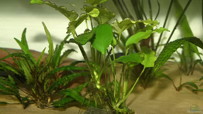 vor dem Düngen... von Andreas Werth (4)