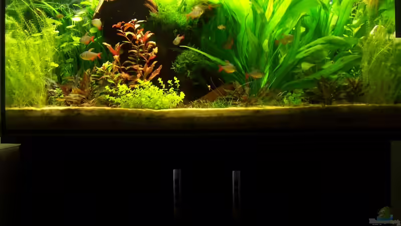 Vor dem Easy Carbo Unfall von Lotte und Hendo (6)