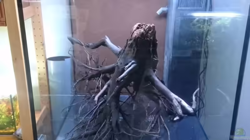 Vor dem einrichten noch mit Innenfilter von Max Wolf (4)