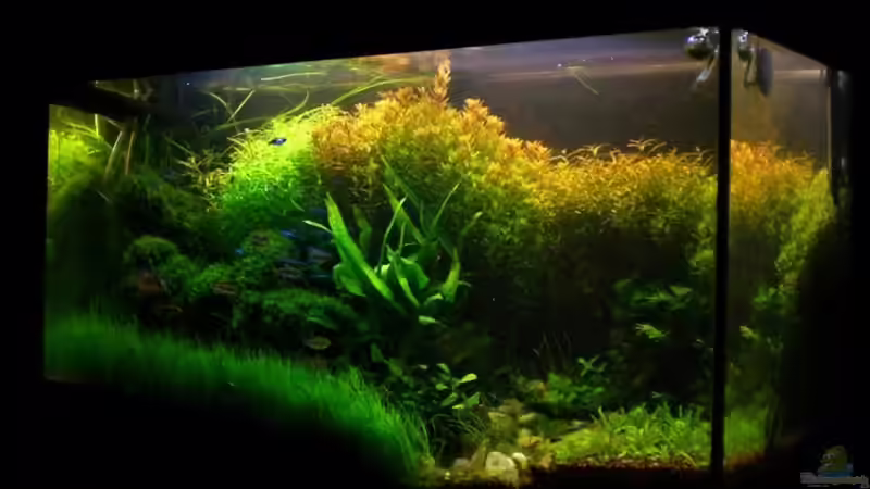 vor dem gärtnern... von Bob M. (1)