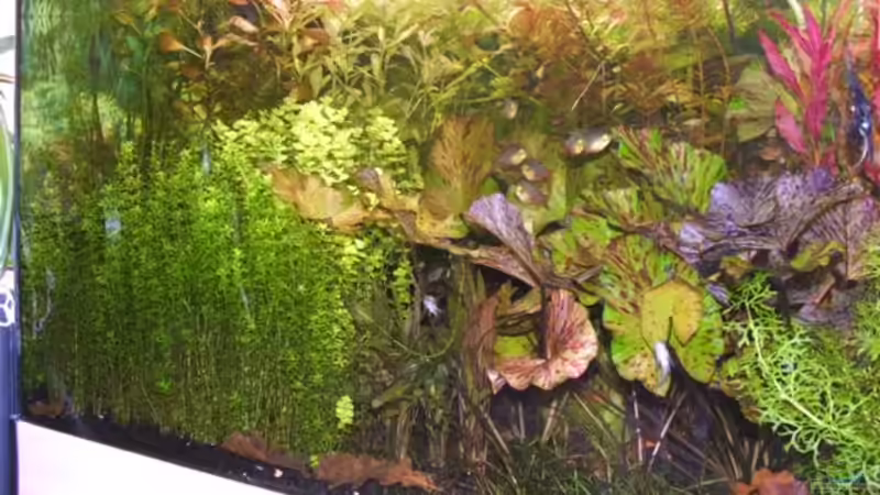 Vor dem Gärtnern am 23.07.2007 von Joachim Stoner (4)